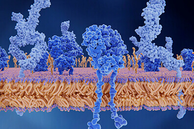 Cell Penetrating Peptides