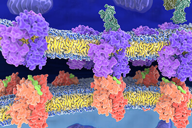 MHC-Peptide Tetramer