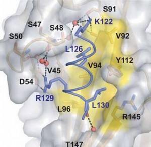 peptide synthesis