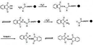 polypeptide synthesis