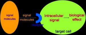 Cells Signaling Pathway