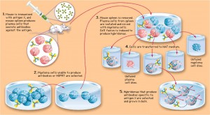 antigenic peptides