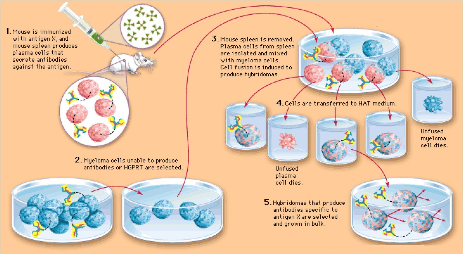 Для гибридом используются. Схема получения моноклональных антител. Моноклональные антитела биотехнология. Схема получения моноклональных антител in vitro. Рекомбинантных моноклональных антител.