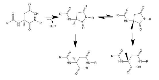 Mechanism of production of aspartate-related impurities