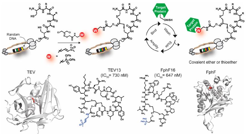 Phage Library of Cyclopeptides with Random Sequences Reacting with 1,3-Dichloroacetone