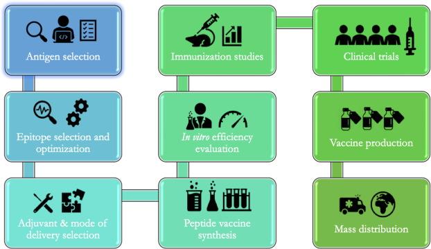 Schematic representation of the vaccine development process