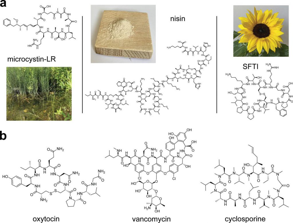 Natural cyclic peptides