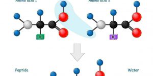 Comparison of Peptide Synthesis Methods and Techniques