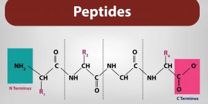 Development Progress and Prospects of Antibody-Peptide Conjugates