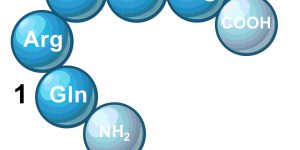 Enzymatic Synthesis of Oligopeptide