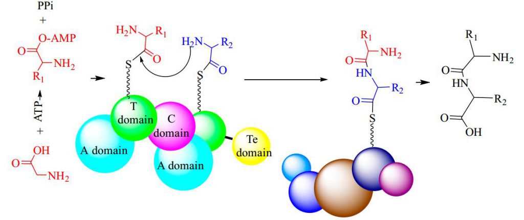 The process of amide bond formation catalyzed by NRPS enzymes