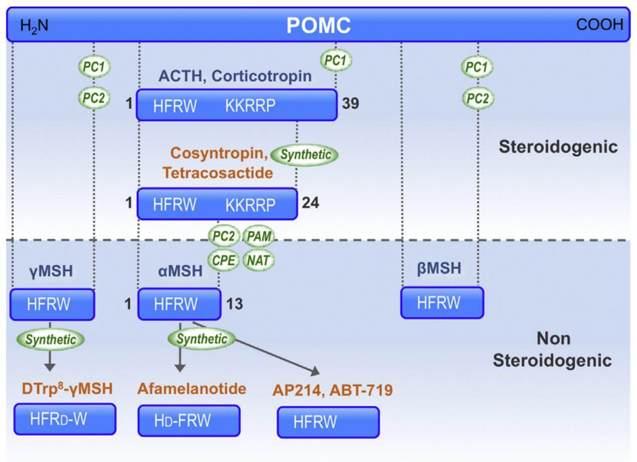 The natural melanocortin peptides nomenclature.
