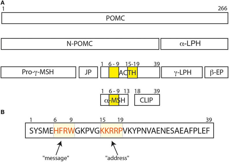 POMC protein and its various peptide cleavage products.