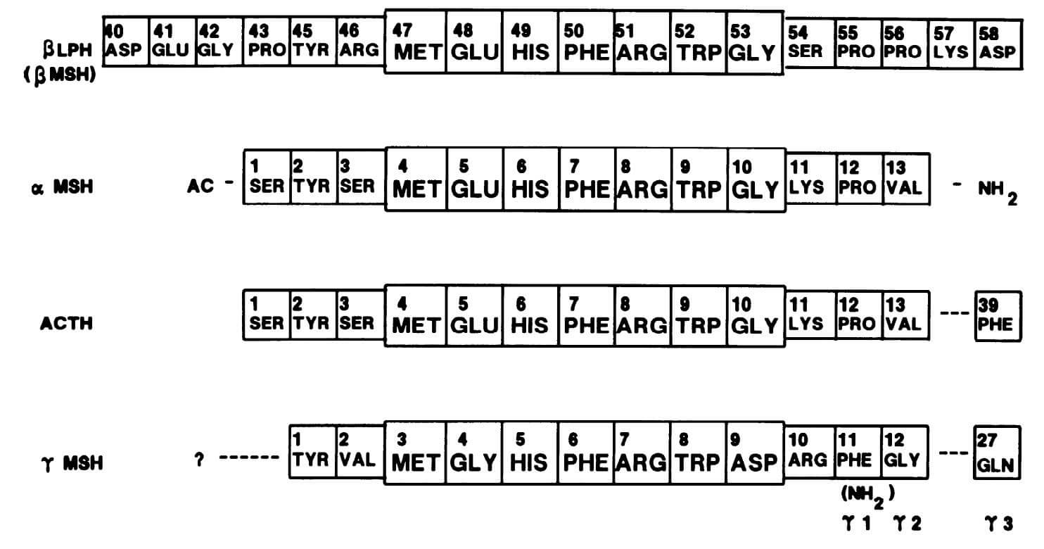 POMC-derived peptides containing ACTH-(4-10) structures.