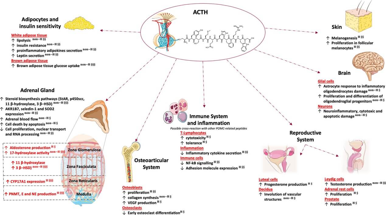 Glucocorticoid independent affects of adrenal and extra-adrenal ACTH. 