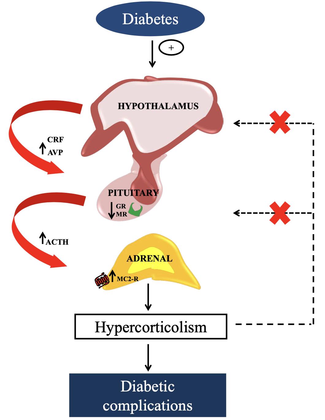 Hyperactivity of HPA axis observed in type 1 diabetes.