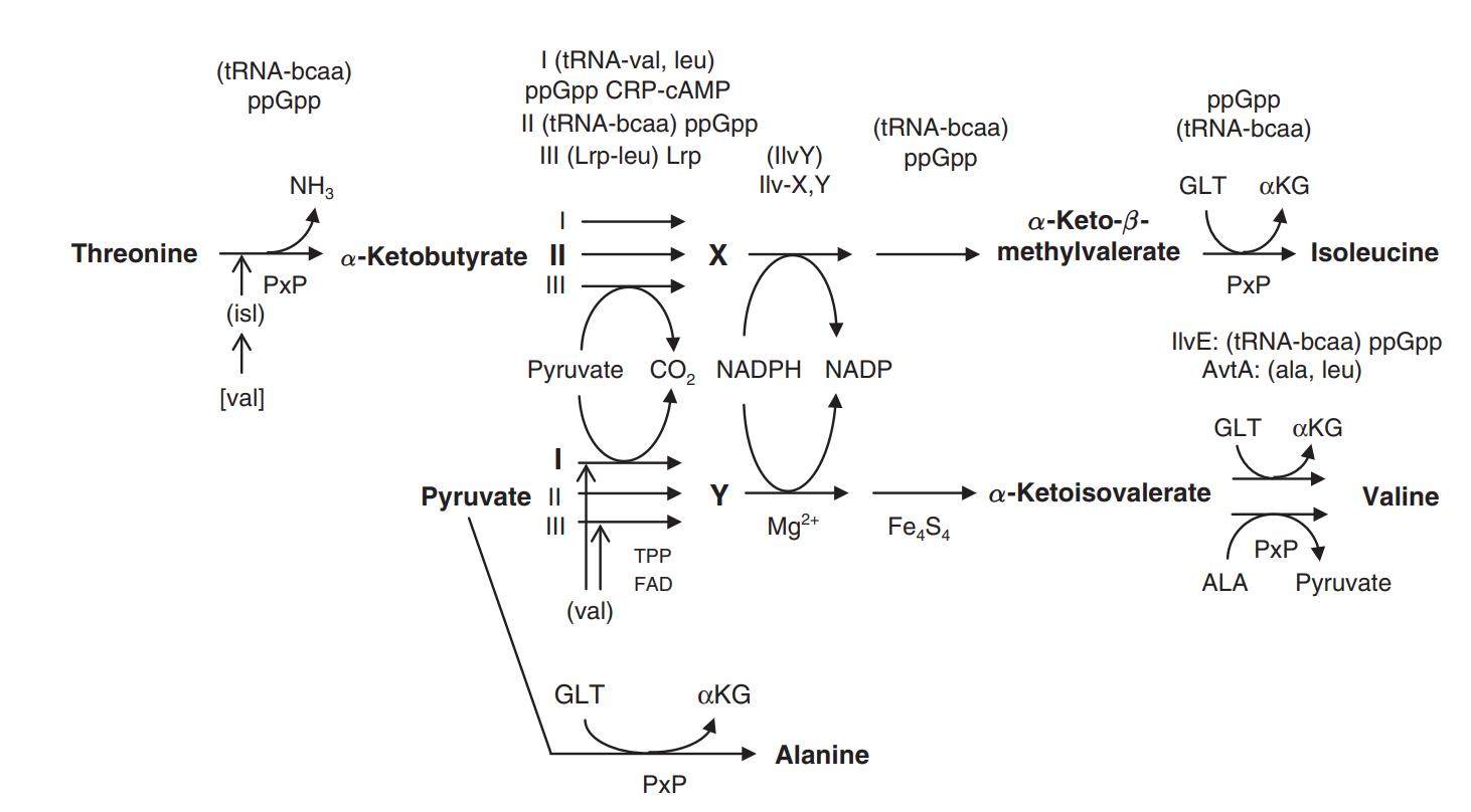 Branched-chain amino acid synthesis route.