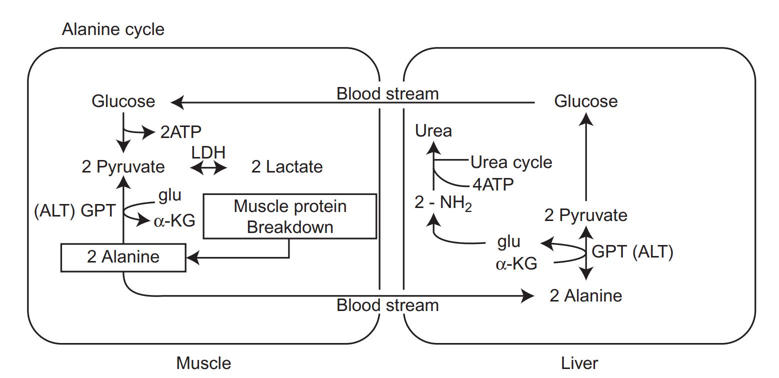 Alanine cycle.