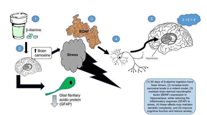 β-alanine supplementation effects on brain function when exposed to stress.
