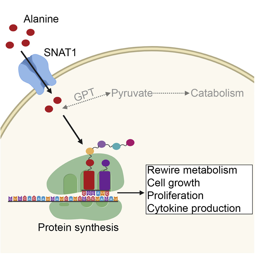 The necessary of extracellular alanine for T cell activation.