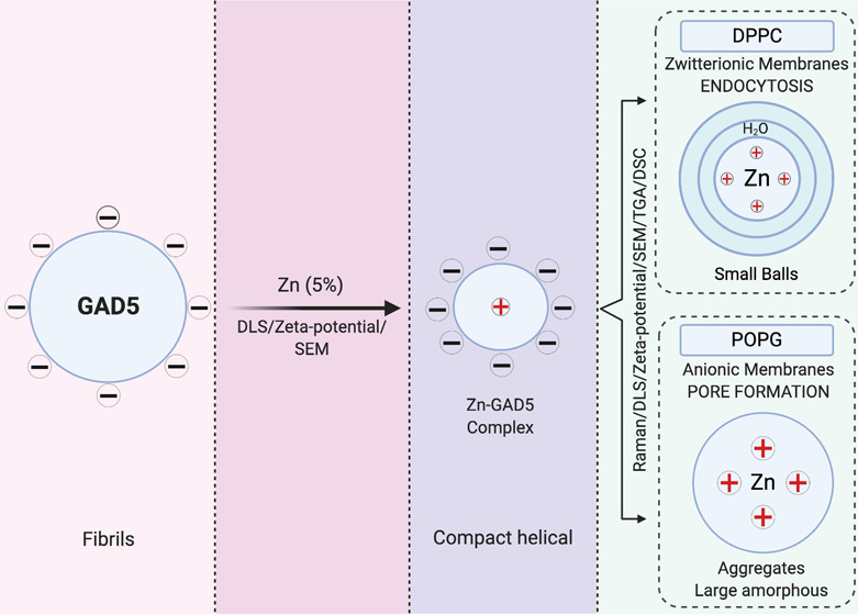 Anionic antimicrobial peptides (AAMPs) interacts with Zinc(II).