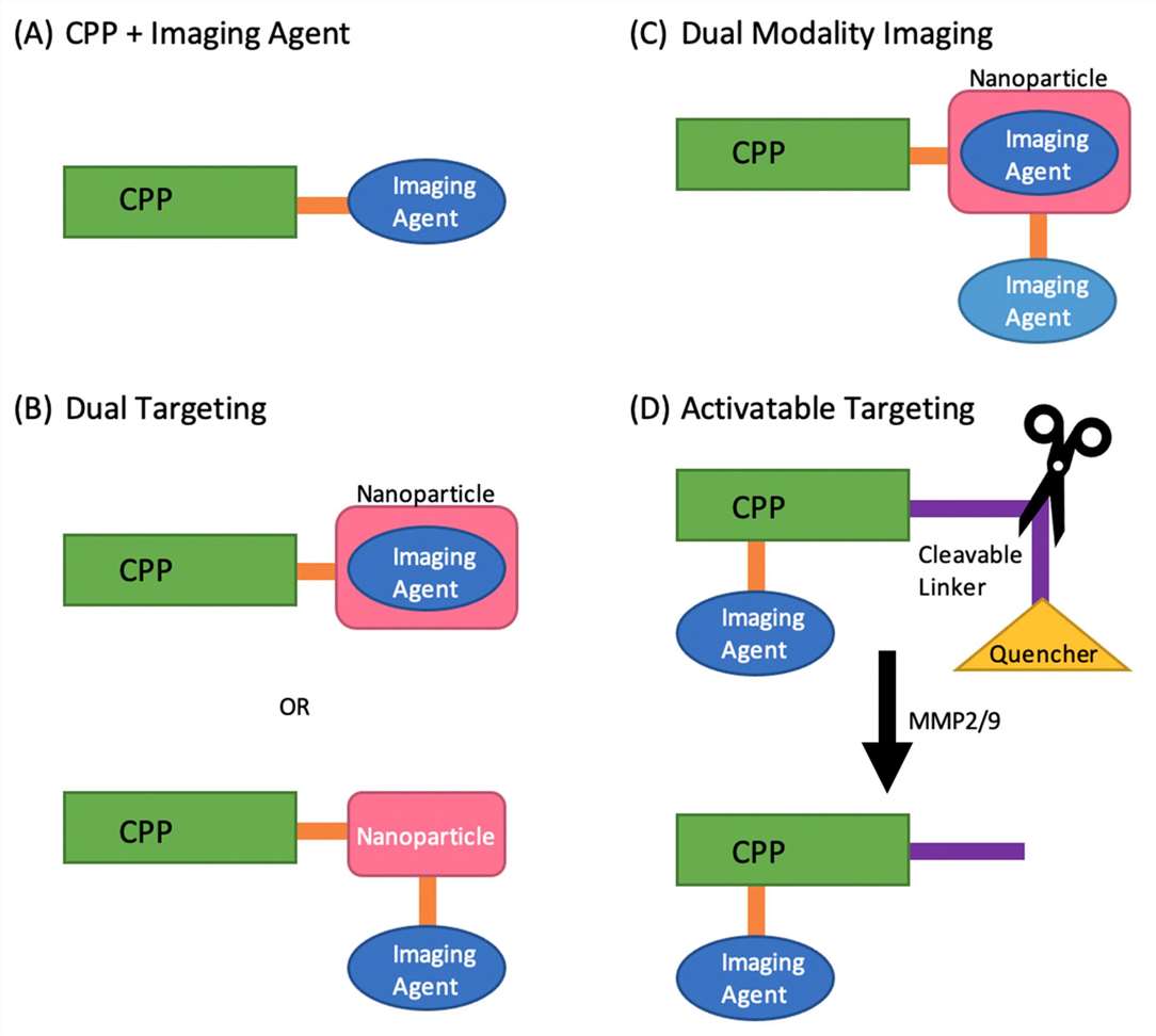 cell penetrating peptide + imaging agents.