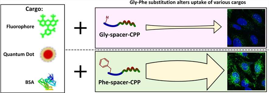cell penetrating peptides (CPPs) for delivery of fluorophores and quantum dots.