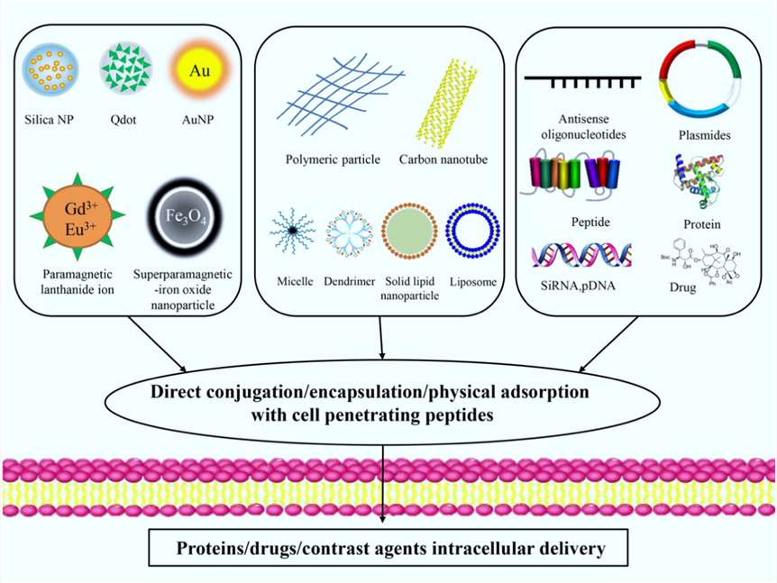 Applications of cell penetrating peptides (CPPs) as molecular delivery vehicles.