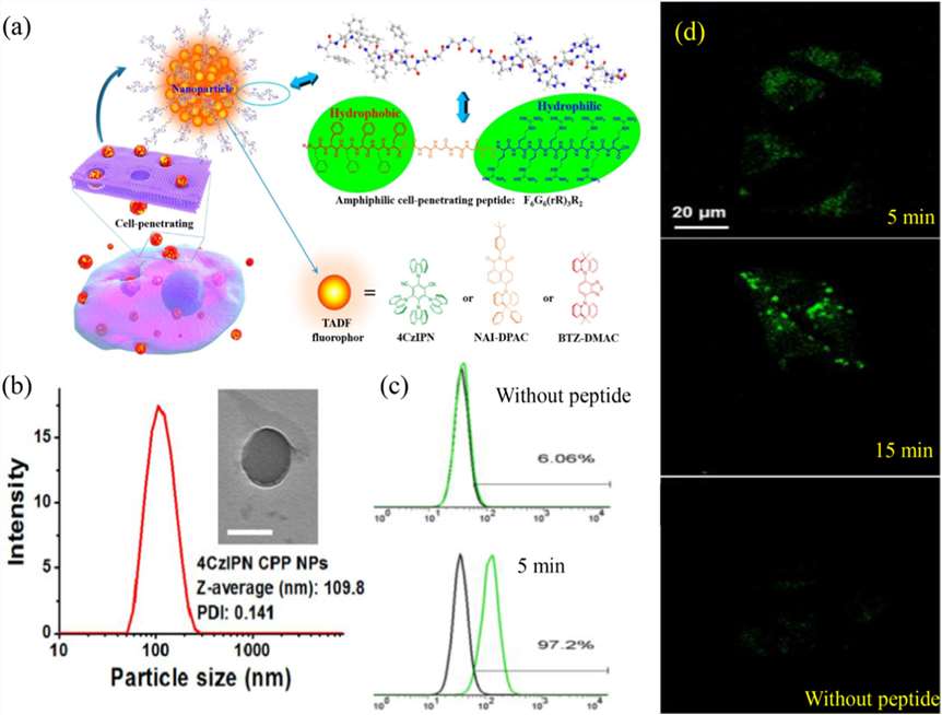 Schematic diagram of synthetic amphiphilic cell penetrating peptides (CPPs) for imaging.