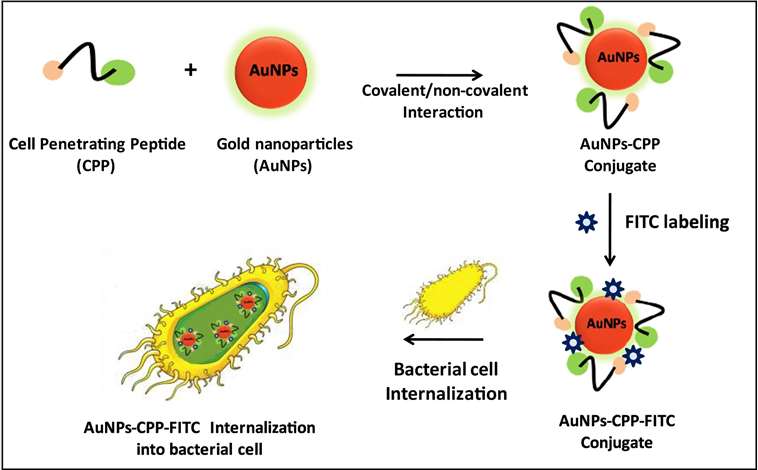 cell penetrating peptides (CPPs) conjugated gold nanoparticles for biomedical imaging.