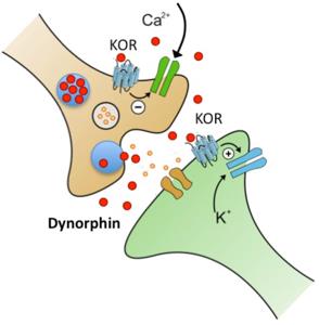 Dynorphin Function.
