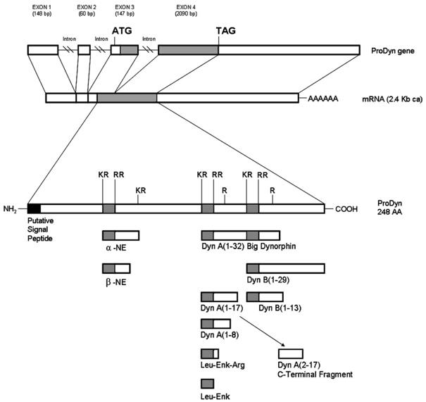 The structure of Dynorphin A and B. 