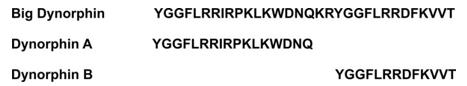 Big dynorphin, dynorphin A and dynorphin B primary sequence. 