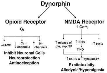 Dynorphin mechanism. 