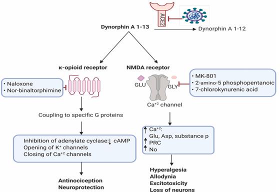 Dynorphin binding to κ-opioid and NMDA receptors.