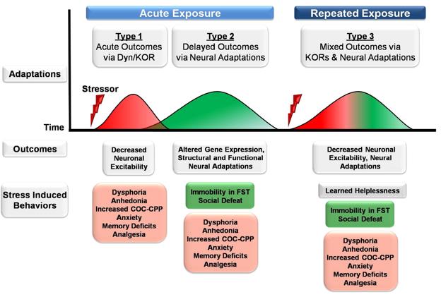 The activation of the release of hormones and neuropeptides, including dynorphin.