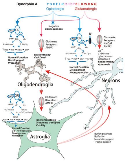 Dynorphin A (1–17) neuroprotective and deleterious affects.