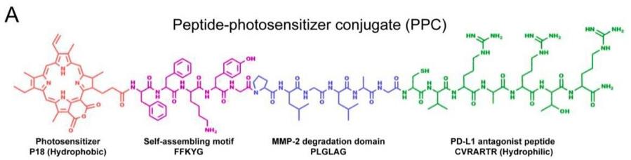 Fig.2 Diagram of the MMP-2 enzyme and the PD-L1 blocking peptide-photosensitizer conjugate.