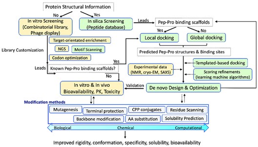 The process of pharmaceutical peptide development cycle.