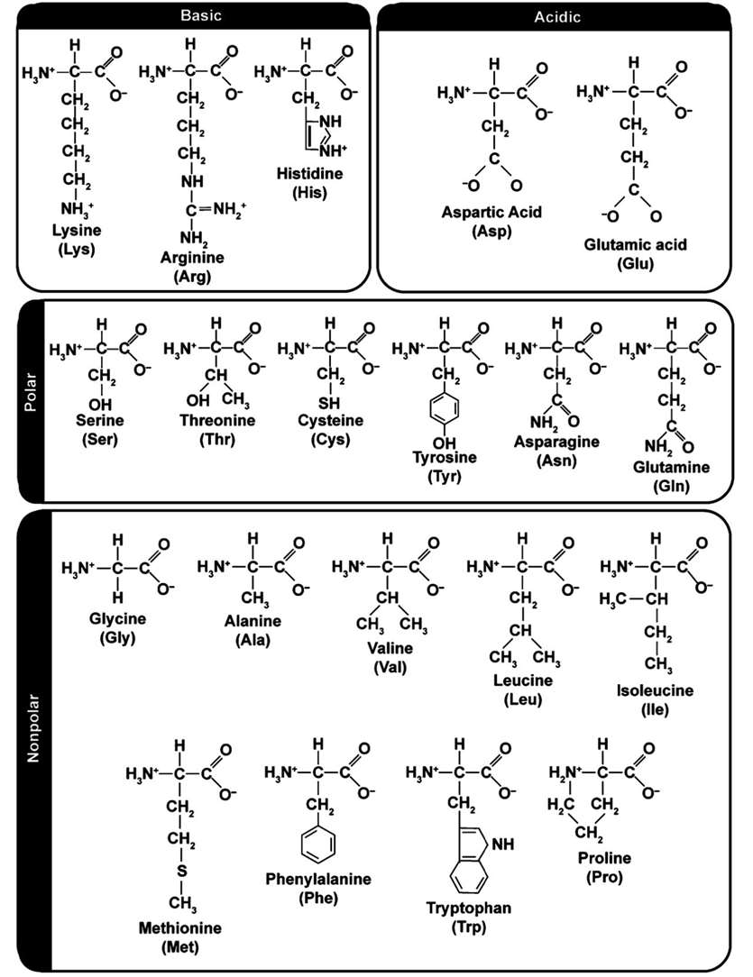 Amino acids are grouped as hydrophobic, hydrophilic, or polar and non-polar.