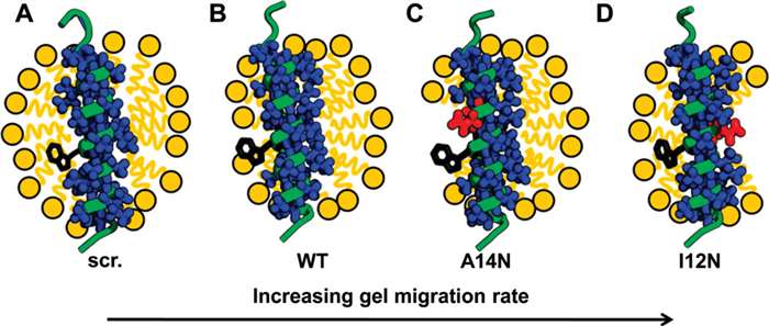 detergent–peptide complexes chematic representation