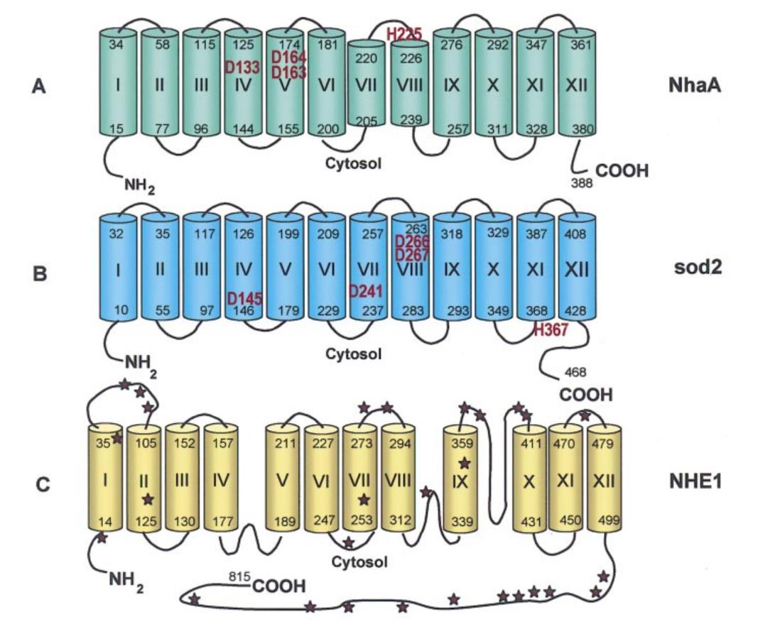 The secondary structure of Na+/H+ exchangers models.
