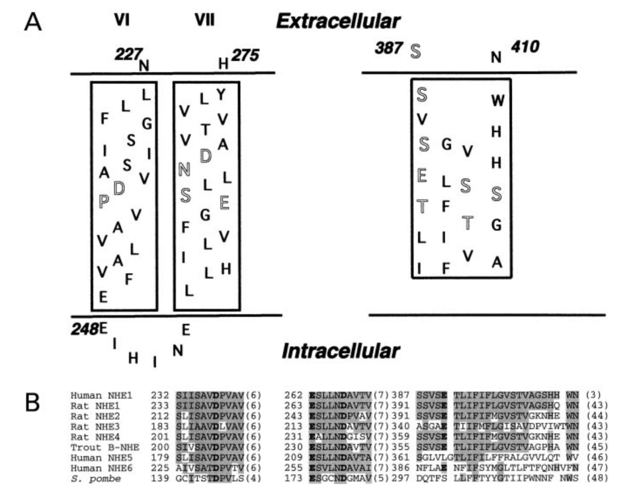 Topological model of transmembrane segments VI, VII, and of amino acids 387±410.