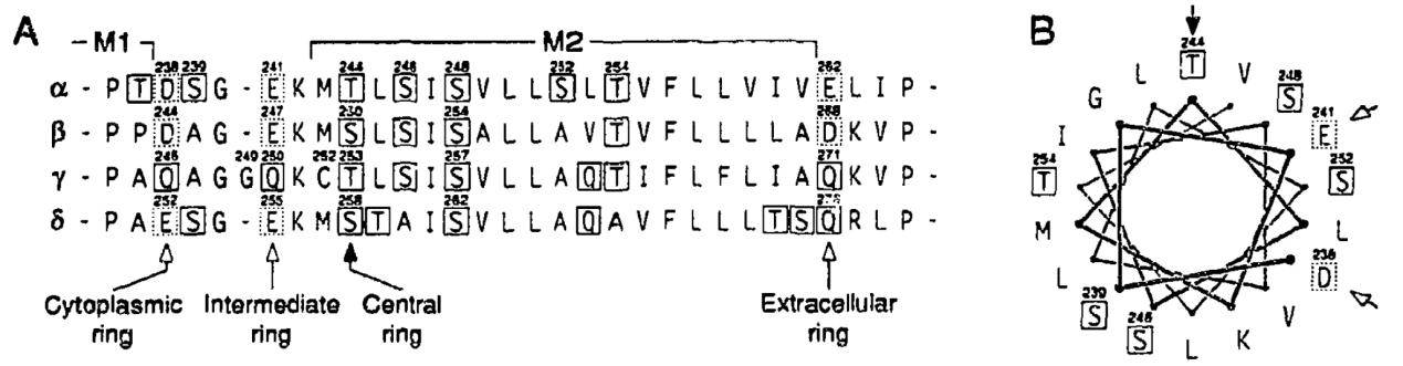 Channel-forming region of the AChR subunits.