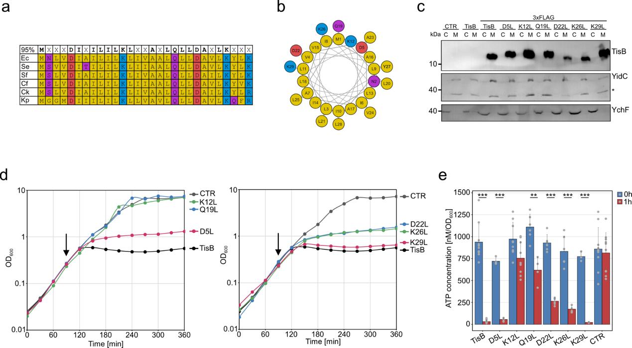 The importance of single amino acids for TisB functionality.