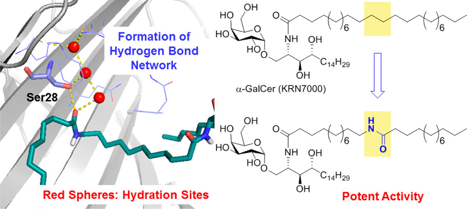 The polar amino acid influences lipid binding inside the extensive hydrophobic cavity of CD1d.