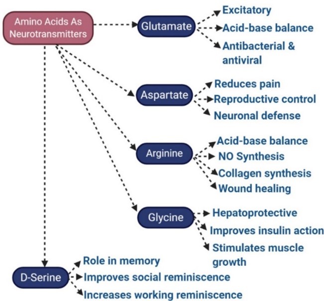 Fig.1 Amino acids associated with nerve signals.