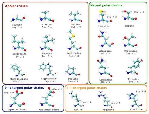 Fig.2 Amino acids classified by polarity of the side chain.