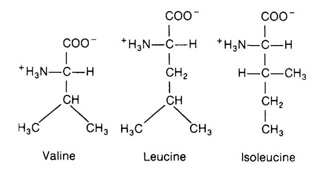 Structure of Valine, Leucine, and Isoleucine.