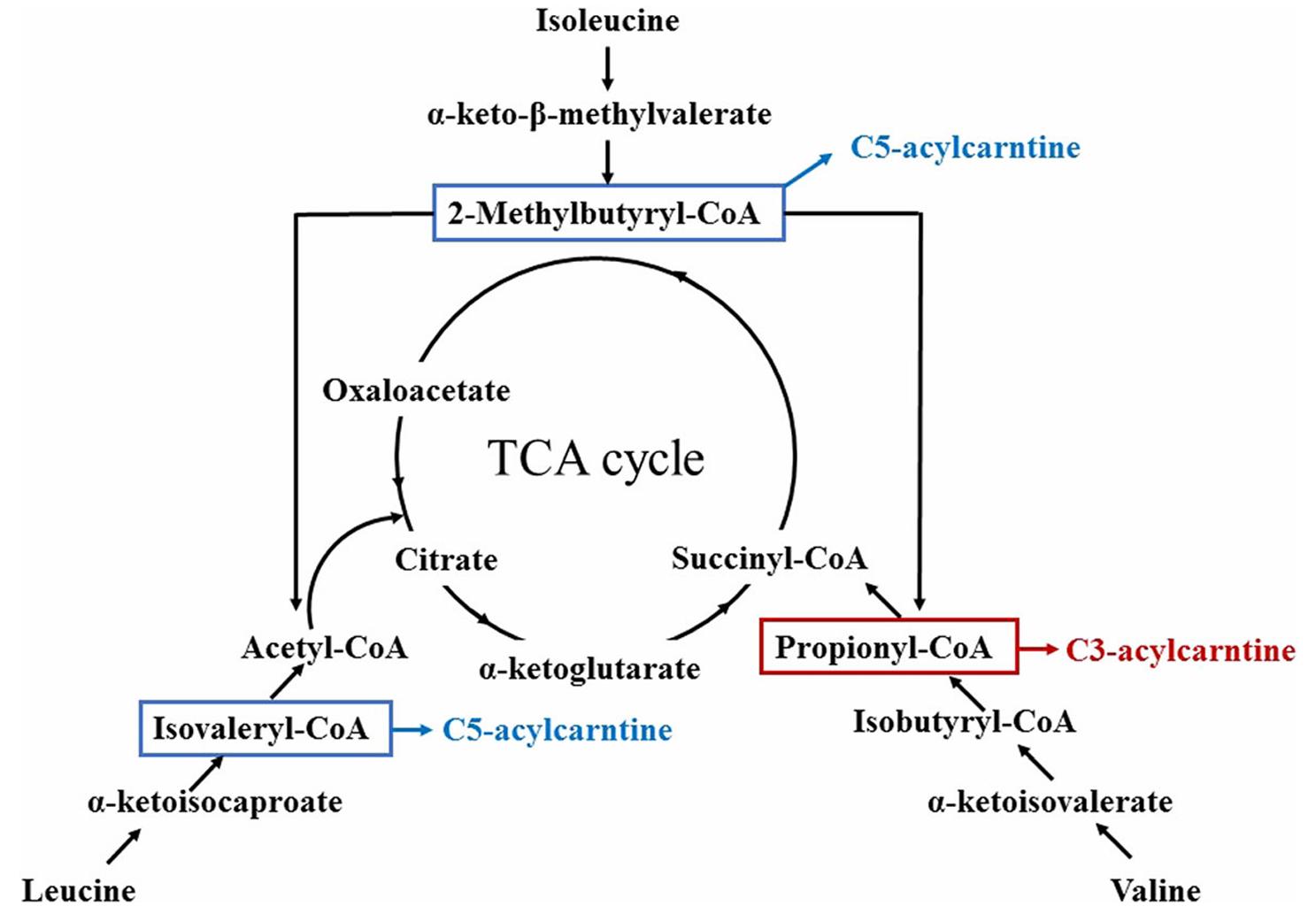 The pathway of branched chain amino acid catabolism.
